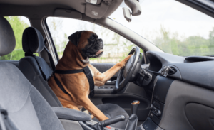 a funny photo of a dog driving to serve as a metaphor for how you are in therapy in simi valley, ca